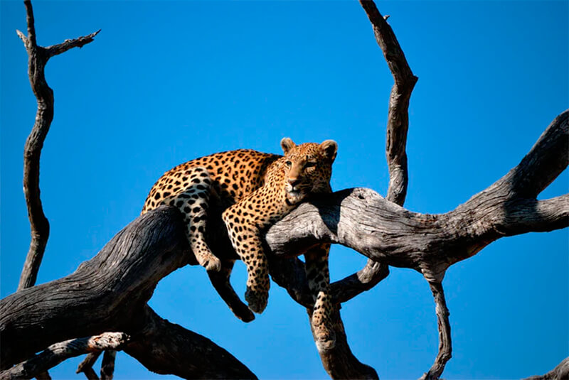 Leopard som vilar på en filial