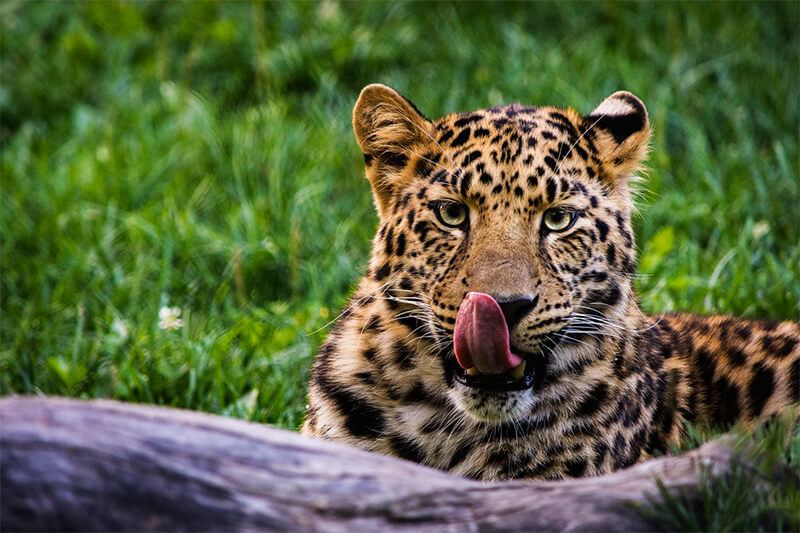 Slickar leoparden