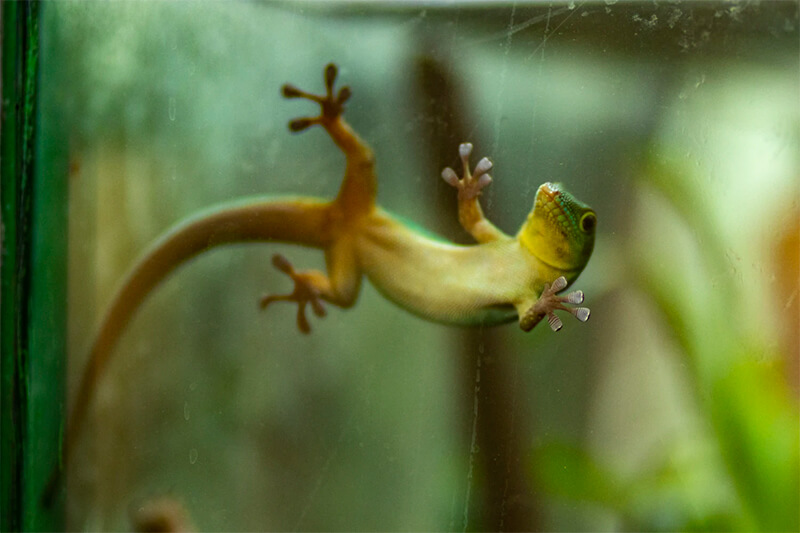 Gecko som vilar på en glass yta.